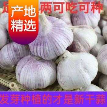 腌蒜哪里买(网上买大蒜种子是真的吗)-第2张图片-厨房小当家 腌蒜哪里买(网上买大蒜种子是真的吗)-第2张图片-厨房小当家