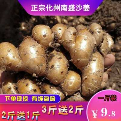 沙姜哪里多(山奈产地哪里买)-第3张图片-厨房小当家 沙姜哪里多(山奈产地哪里买)-第3张图片-厨房小当家