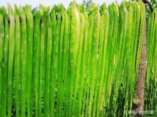 贡菜要种多长时间可以收,贡菜哪里来的-第3张图片-厨房小当家 贡菜要种多长时间可以收,贡菜哪里来的-第3张图片-厨房小当家