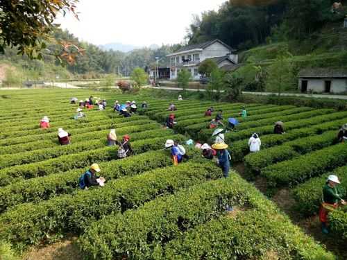 在哪里摘茶(哪里摘茶叶)-第2张图片-厨房小当家 在哪里摘茶(哪里摘茶叶)-第2张图片-厨房小当家