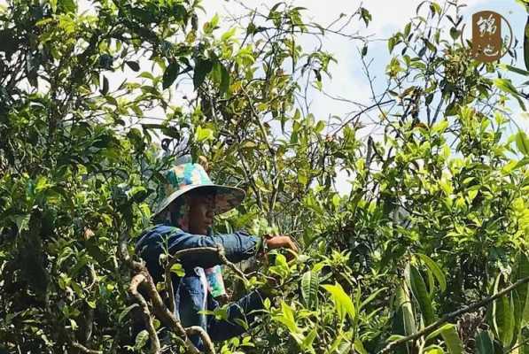在哪里摘茶(哪里摘茶叶)-第1张图片-厨房小当家 在哪里摘茶(哪里摘茶叶)-第1张图片-厨房小当家