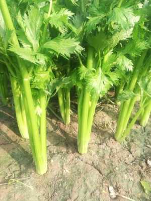 西芹哪里多(西芹哪里产)-第3张图片-厨房小当家 西芹哪里多(西芹哪里产)-第3张图片-厨房小当家
