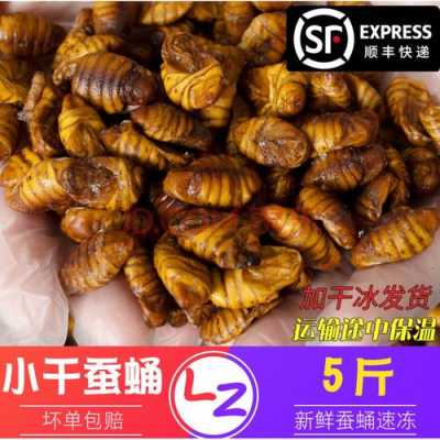 小蛹哪里多(小蛹是什么产的)-第3张图片-厨房小当家 小蛹哪里多(小蛹是什么产的)-第3张图片-厨房小当家