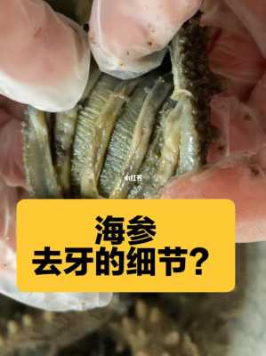 海参哪里是牙(海参有牙吗)-第1张图片-厨房小当家 海参哪里是牙(海参有牙吗)-第1张图片-厨房小当家