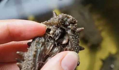 海参哪里是牙(海参有牙吗)-第3张图片-厨房小当家 海参哪里是牙(海参有牙吗)-第3张图片-厨房小当家