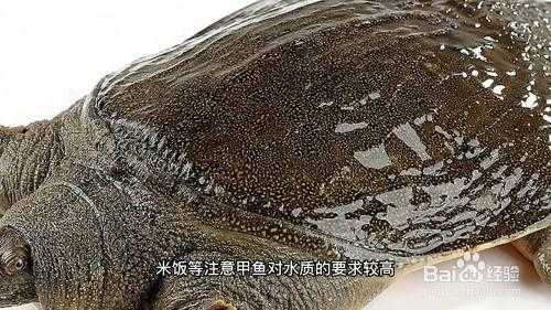 吃甲鱼时都吃哪个地方,老鳖都是吃什么-第2张图片-厨房小当家