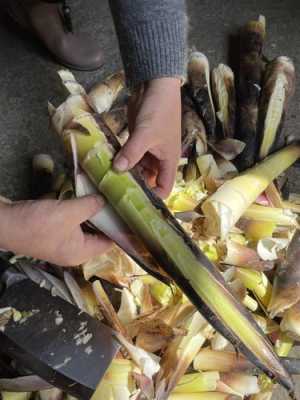 笋剥到哪里(笋剥到什么程度算好了)-第3张图片-厨房小当家 笋剥到哪里(笋剥到什么程度算好了)-第3张图片-厨房小当家