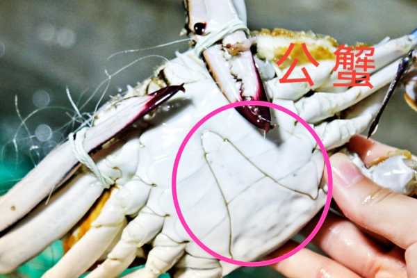 梭蟹怎么挑,梭子蟹哪里有-第3张图片-厨房小当家 梭蟹怎么挑,梭子蟹哪里有-第3张图片-厨房小当家