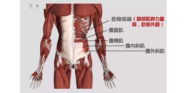 肋腩是哪里(肋腩肉是哪个部位)-第1张图片-厨房小当家 肋腩是哪里(肋腩肉是哪个部位)-第1张图片-厨房小当家