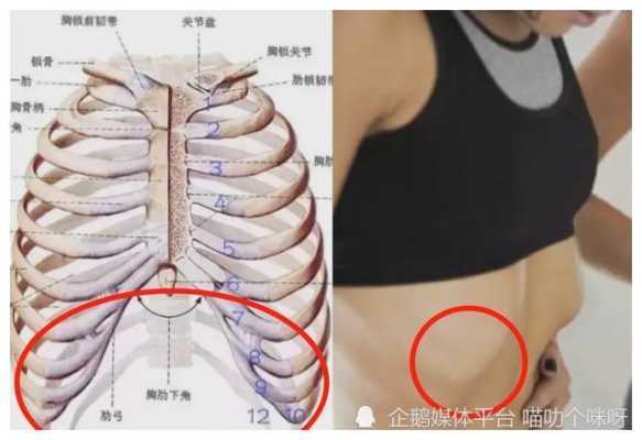 肋腩是哪里(肋腩肉是哪个部位)-第2张图片-厨房小当家 肋腩是哪里(肋腩肉是哪个部位)-第2张图片-厨房小当家