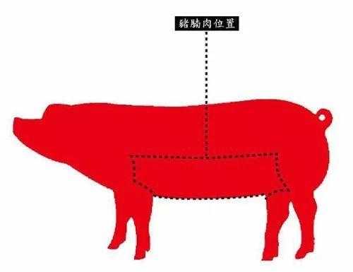 肋腩是哪里(肋腩肉是哪个部位)-第3张图片-厨房小当家 肋腩是哪里(肋腩肉是哪个部位)-第3张图片-厨房小当家