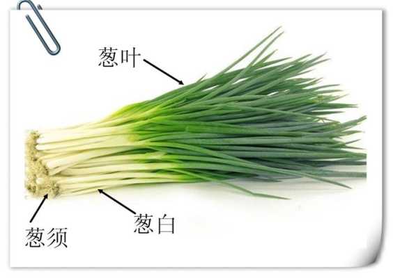 吃葱吃哪里(吃葱的哪个部位)-第1张图片-厨房小当家 吃葱吃哪里(吃葱的哪个部位)-第1张图片-厨房小当家