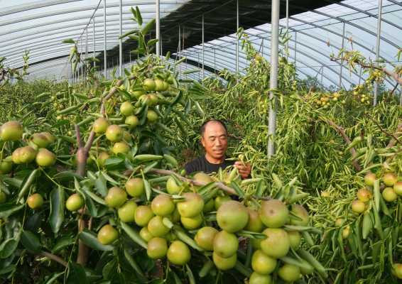 哪里的冬枣(冬枣适合什么地方种植)-第1张图片-厨房小当家 哪里的冬枣(冬枣适合什么地方种植)-第1张图片-厨房小当家