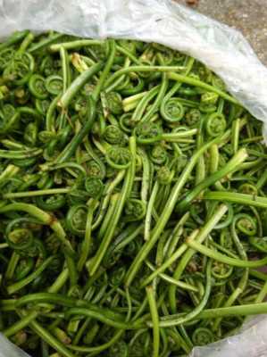 蕨菜哪里产的(北京产蕨菜吗)-第3张图片-厨房小当家 蕨菜哪里产的(北京产蕨菜吗)-第3张图片-厨房小当家