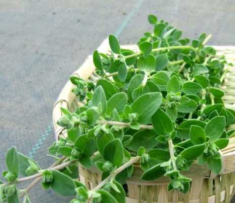哪里的牛至好（哪里的牛至好）-第3张图片-厨房小当家