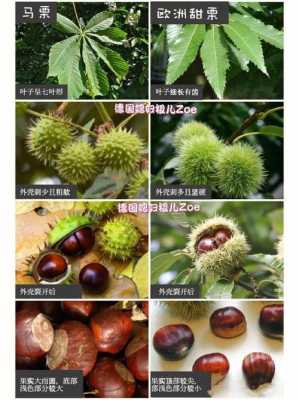 甜栗在哪里(甜栗是什么意思)-第1张图片-厨房小当家 甜栗在哪里(甜栗是什么意思)-第1张图片-厨房小当家