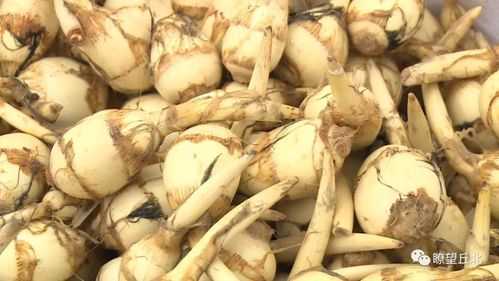 芡菇产于哪里(茨菇哪里产的)-第3张图片-厨房小当家 芡菇产于哪里(茨菇哪里产的)-第3张图片-厨房小当家