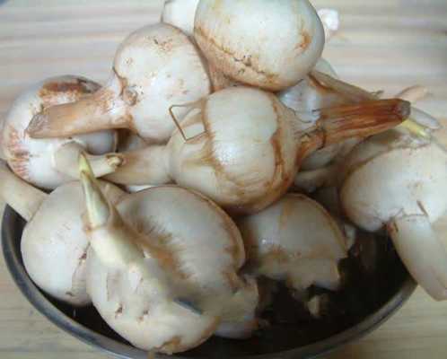 芡菇产于哪里(茨菇哪里产的)-第2张图片-厨房小当家 芡菇产于哪里(茨菇哪里产的)-第2张图片-厨房小当家