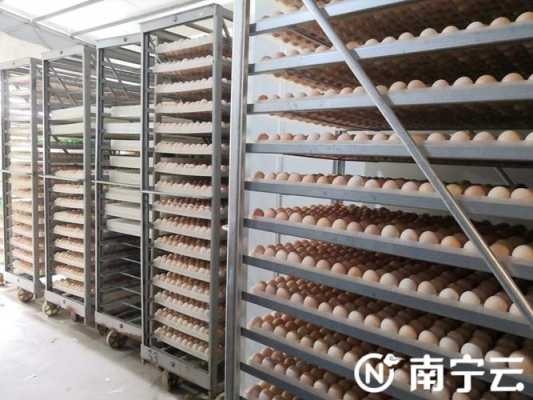养鸡场的种蛋哪里搞的,哪里做鸡最好吃-第1张图片-厨房小当家 养鸡场的种蛋哪里搞的,哪里做鸡最好吃-第1张图片-厨房小当家