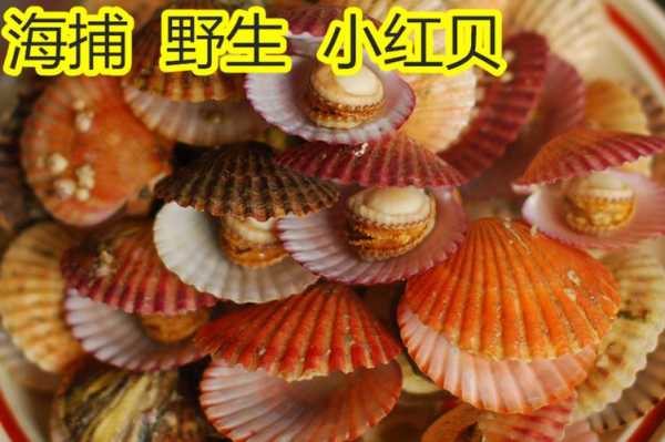 淡水河里的小扇贝学名叫啥,小扇贝哪里的好吃-第1张图片-厨房小当家