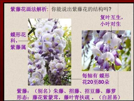 杷豆哪里产(对生叶,茎有刺,藤属。但不知道学名叫什么。我们这叫羊咩咩豆)-第2张图片-厨房小当家 杷豆哪里产(对生叶,茎有刺,藤属。但不知道学名叫什么。我们这叫羊咩咩豆)-第2张图片-厨房小当家