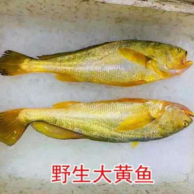 哪里的黄花鱼最正宗,哪里盛产黄鱼-第1张图片-厨房小当家 哪里的黄花鱼最正宗,哪里盛产黄鱼-第1张图片-厨房小当家