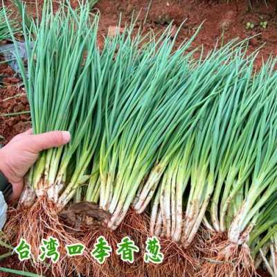 葱对哪里好(人家香葱种在我家前面面有问题吗)-第2张图片-厨房小当家 葱对哪里好(人家香葱种在我家前面面有问题吗)-第2张图片-厨房小当家