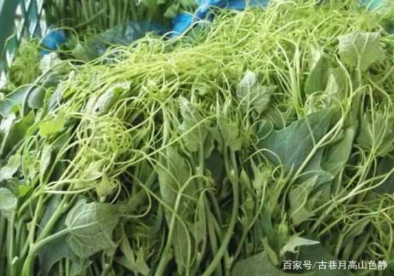 龙须菜长哪里(龙须菜生长环境)-第1张图片-厨房小当家 龙须菜长哪里(龙须菜生长环境)-第1张图片-厨房小当家