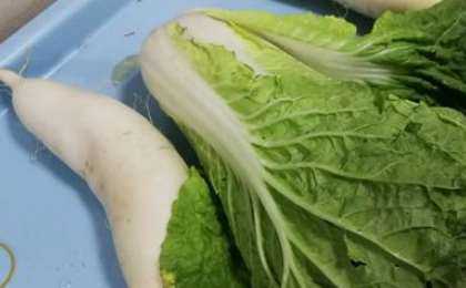 萝卜吃根,白菜吃叶,你还知道那些菜该吃什么,小白菜哪里吃最好-第1张图片-厨房小当家 萝卜吃根,白菜吃叶,你还知道那些菜该吃什么,小白菜哪里吃最好-第1张图片-厨房小当家