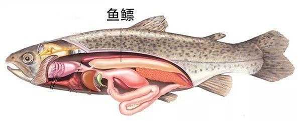 鱼的鳔在哪里(鱼鳔在哪里图片)-第2张图片-厨房小当家 鱼的鳔在哪里(鱼鳔在哪里图片)-第2张图片-厨房小当家