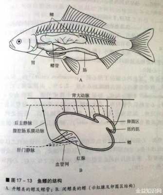 鱼的鳔在哪里(鱼鳔在哪里图片)-第3张图片-厨房小当家 鱼的鳔在哪里(鱼鳔在哪里图片)-第3张图片-厨房小当家