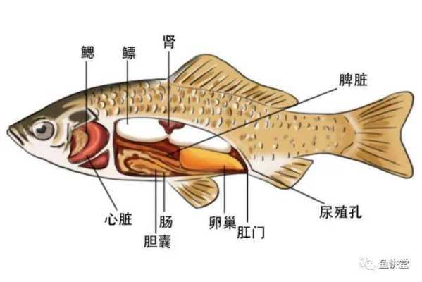 鱼的鳔在哪里(鱼鳔在哪里图片)-第1张图片-厨房小当家 鱼的鳔在哪里(鱼鳔在哪里图片)-第1张图片-厨房小当家