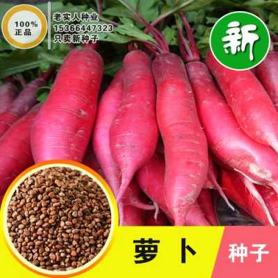 水果萝卜最好的种子,水果萝卜哪里的好吃又甜-第1张图片-厨房小当家 水果萝卜最好的种子,水果萝卜哪里的好吃又甜-第1张图片-厨房小当家