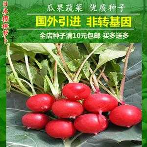 水果萝卜最好的种子,水果萝卜哪里的好吃又甜-第2张图片-厨房小当家 水果萝卜最好的种子,水果萝卜哪里的好吃又甜-第2张图片-厨房小当家