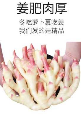 哪里有鲜仔姜(哪里有鲜仔姜卖啊)-第2张图片-厨房小当家 哪里有鲜仔姜(哪里有鲜仔姜卖啊)-第2张图片-厨房小当家