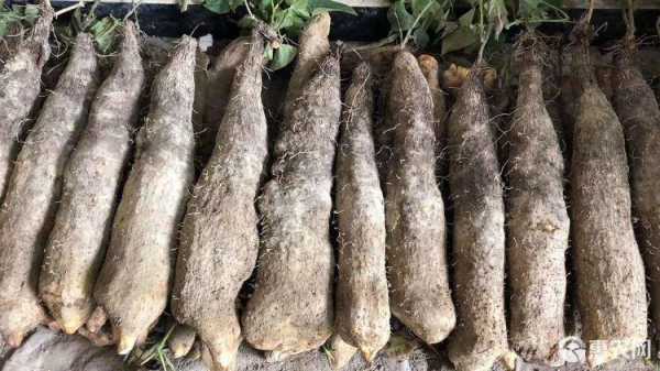 文成糯米山药哪里买(文成糯米山药批发)-第3张图片-厨房小当家 文成糯米山药哪里买(文成糯米山药批发)-第3张图片-厨房小当家