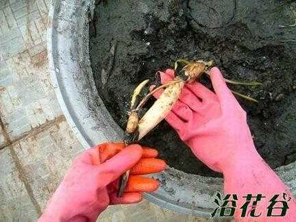 藕根到哪里找(莲藕种何处寻)-第1张图片-厨房小当家 藕根到哪里找(莲藕种何处寻)-第1张图片-厨房小当家