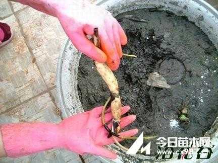 藕根到哪里找(莲藕种何处寻)-第2张图片-厨房小当家 藕根到哪里找(莲藕种何处寻)-第2张图片-厨房小当家