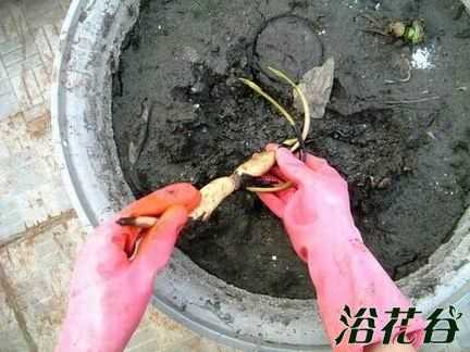 藕根到哪里找(莲藕种何处寻)-第3张图片-厨房小当家 藕根到哪里找(莲藕种何处寻)-第3张图片-厨房小当家