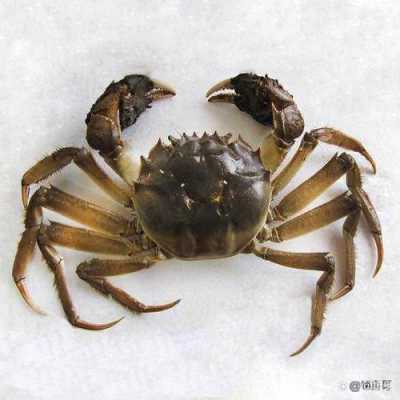 大闸蟹 哪里(大闸蟹哪里的产地最好)-第2张图片-厨房小当家 大闸蟹 哪里(大闸蟹哪里的产地最好)-第2张图片-厨房小当家