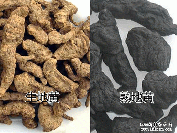 生地是哪里(生地是哪里产的)-第1张图片-厨房小当家 生地是哪里(生地是哪里产的)-第1张图片-厨房小当家