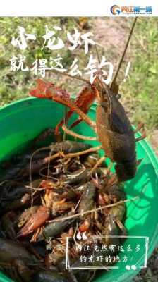 哪里抓小龙虾比较好,哪个地方有龙虾-第3张图片-厨房小当家 哪里抓小龙虾比较好,哪个地方有龙虾-第3张图片-厨房小当家