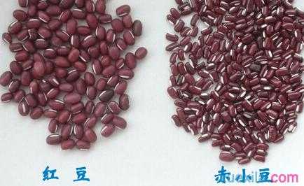 红豆是哪里的（红豆是那里的）-第1张图片-厨房小当家