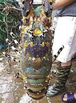 全国最大龙虾产地排名,哪个地方的龙虾-第2张图片-厨房小当家 全国最大龙虾产地排名,哪个地方的龙虾-第2张图片-厨房小当家