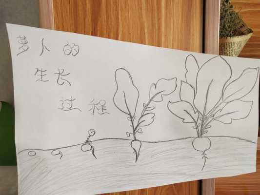 萝卜刀从哪里开始火起来的,萝卜萝卜在哪里原来躲在泥土里-第1张图片-厨房小当家 萝卜刀从哪里开始火起来的,萝卜萝卜在哪里原来躲在泥土里-第1张图片-厨房小当家
