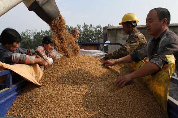 中国什么时候吃小麦,哪里有卖麦子-第2张图片-厨房小当家 中国什么时候吃小麦,哪里有卖麦子-第2张图片-厨房小当家