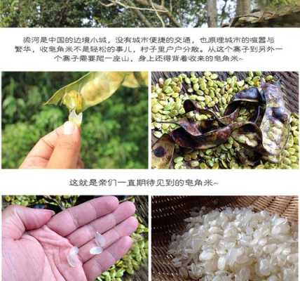 皂角米是哪里(皂角米是哪里的特产)-第2张图片-厨房小当家 皂角米是哪里(皂角米是哪里的特产)-第2张图片-厨房小当家