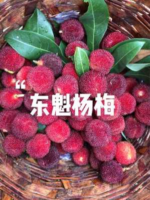 杨梅产地品牌排行,杨梅哪里好吃-第2张图片-厨房小当家 杨梅产地品牌排行,杨梅哪里好吃-第2张图片-厨房小当家