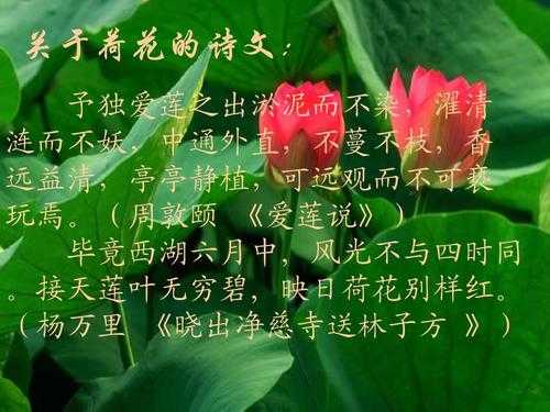 朱自清的荷塘月色描写的是哪里的景色,荷塘月色是哪里的菜-第3张图片-厨房小当家 朱自清的荷塘月色描写的是哪里的景色,荷塘月色是哪里的菜-第3张图片-厨房小当家