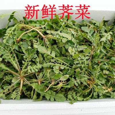 哪里有荠菜(新鲜荠菜哪里买)-第3张图片-厨房小当家 哪里有荠菜(新鲜荠菜哪里买)-第3张图片-厨房小当家
